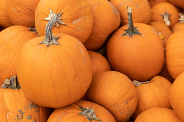 Orange pumpkins in the fall
