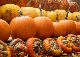 Line of pumpkins and gourds