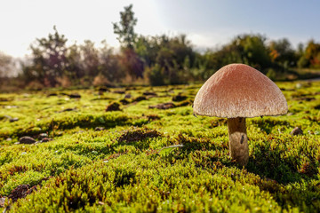 Single toadstool growing on a bed of moss