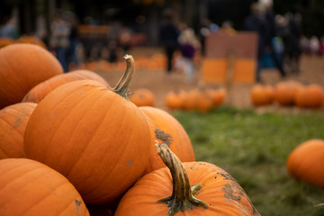 Orange pumpkins in the fall