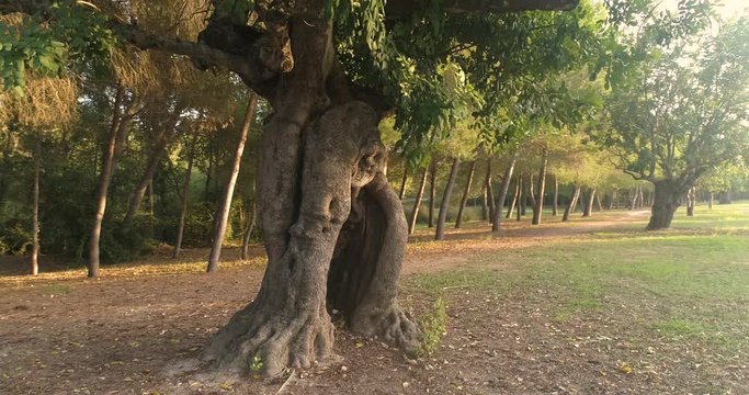 algarrobo centenario en bosque mediterraneo