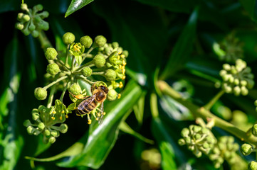 Macro shot of a bee sitting on the blossoms of an ivy and sucking nectar with its proboscis.