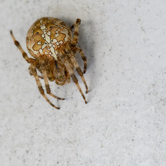 Macro shot of a big european garden spider (Araneus diadematus).