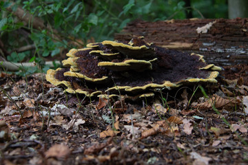 Phaeolus schweinitzii, commonly known as velvet-top fungus, dyer's polypore, or dyer's mazegill