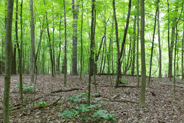 thin sapling trees in woods