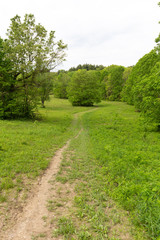 Fototapeta na wymiar Hiking path in clearing to tree