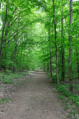 Fototapeta na wymiar hiking trail in woods with trees