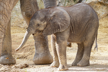 Elefantenbaby Kibali