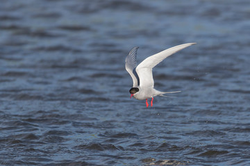 Arctic Tern on Fresh Water Pond in Iceland