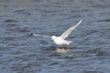 Black-legged Kittywake near fresh water pond in Iceland	