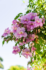Blooming Purple petunia flowers