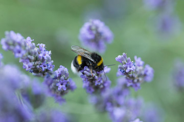 Bumblebee on the lavender flower, blurred background, beautiful bokeh. Bumblebee on lavender flower. 