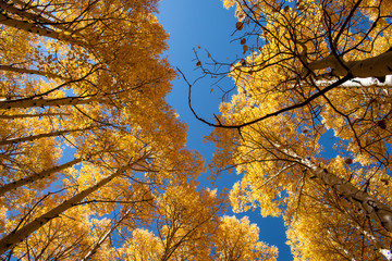 autumn leaves against blue sky