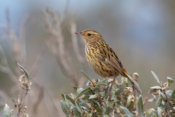 Striated Fieldwren in Australia