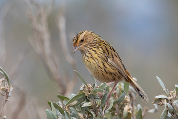 Striated Fieldwren in Australia