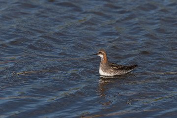 Red Necked Phalarope Swimming in Pond	