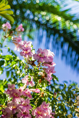 Blooming Purple petunia flowers