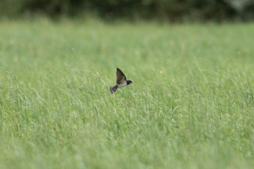 Young barn swallow (Hirundo rustica) catch insects in flight. Young barn swallow (Hirundo rustica) catch insects in flight over green grass.