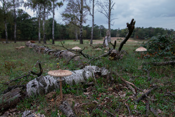 Large parasol mushrooms growing in open filed