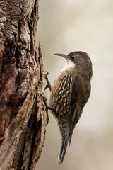 White-throated Treecreeper in Australia