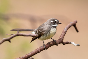 Grey Fantail in Australia