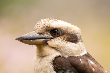 Laughing Kookaburra in Australia