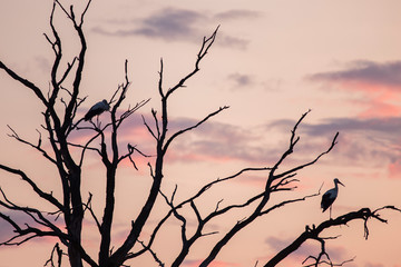 Fototapeta na wymiar Silhouettes of storks Ciconia ciconia - on withered trees on sunset background of pink purple color.