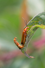 a common red soldier beetle Rhagonycha fulva. Macro mating of profile common red soldier beetle (Rhagonycha fulva) on flower. 