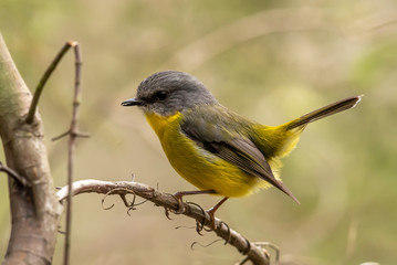 Eastern Yellow Robin in Australia