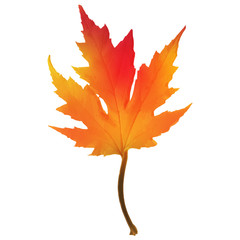 Realistic red maple leaf isolated on white background