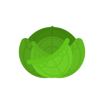 Cabbage isolated. Green Vegetable. Food vector illustration