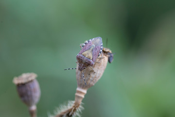 Closeup of an adult sloe bug (Dolycoris baccarum, Pentatomidae) . Sloe bug, Dolycoris baccarum, is a species of shield bug in the family Pentatomidae.