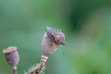 Closeup of an adult sloe bug (Dolycoris baccarum, Pentatomidae) . Sloe bug, Dolycoris baccarum, is a species of shield bug in the family Pentatomidae.