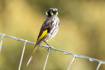 New Holland Honeyeater in Australia