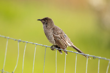 Little Wattlebird in Australia