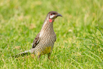 Red Wattlebird in Australia