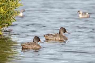 Freckled Duck in Australia