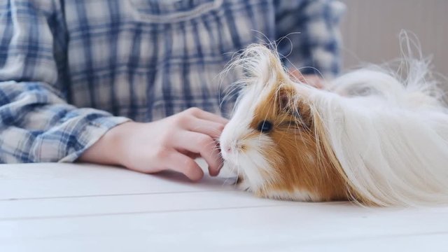 Kind girl carefully taming little peruvian guinea pig