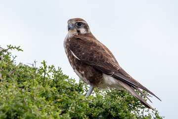 Brown Falcon in Australia