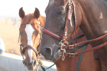Obraz premium Brown Horses in Leather Belt Close Up