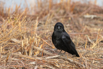 American Crow in Golden Grass 