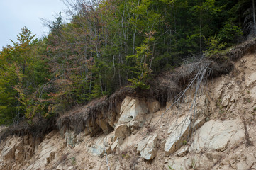 Open trees roots due to landslides, soil erosion, after road cut