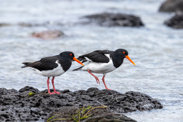 Pied Oystercatcher in Australia