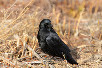 Obraz premium American Crow in Golden Grass 