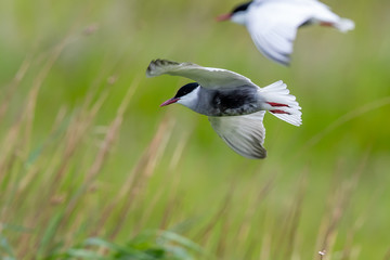 Whiskered Tern in Australia