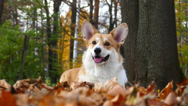 Corgi dog in autumn park