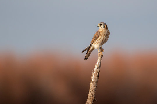 American Kestral sitting on branch