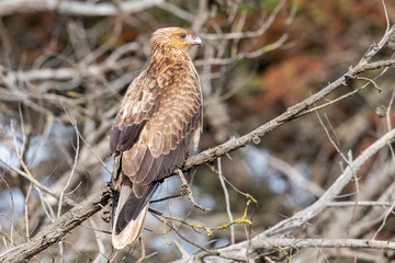 Whistling Kite in Australia