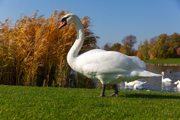 The white beautiful swan om the green grass near a lake in the autumn park