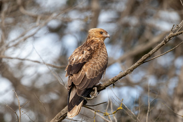Whistling Kite in Australia